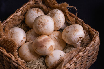 button mushroom on hyacinth box and black background