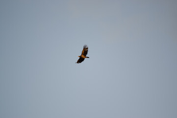 Ujęcie z dołu lecącego orła z rozpostartymi skrzydłami w pięknym oświetleniu na tle błękitnego nieba © Monika