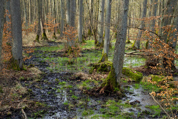Mystischer Darßer Urwald im Frühling, Nationalpark Vorpommersche Boddenlandschaft, Mecklenburg Vorpommern, Deutschland