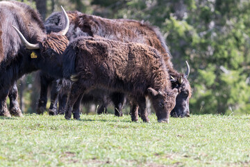 Close up of a wild European Buffalo Bison in Jura