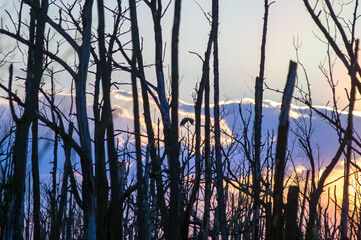 Krajobraz kolorowy zachód słońca nad obumarłym wyniszczonym przez kormorany lasem 