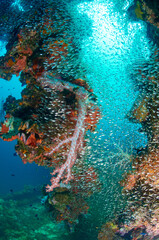 Wreck, coral and fish