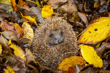 Hibernating hedgehog (Scientific name: Erinaceus Europaeus) wild, free roaming hedgehog, taken from wildlife woodland hide to monitor health and population of this favourite but declining mammal.