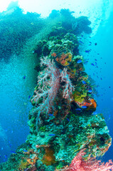 Fototapeta na wymiar Wreck, coral and fish