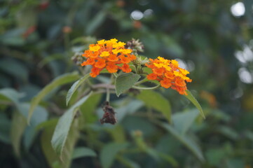 orange and flowers