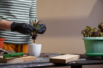 Gardener taking a succulent plant out of flower pot. Planting flowers concept. Close up shot.