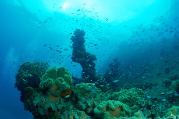 Wreck, coral and fish