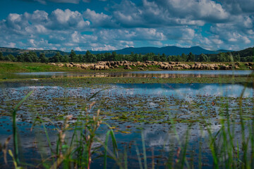 Herd of white sheep next to a cute lake in central Romania on a summer day with fluffy clouds. Romantic outdoor setting with sheep or livestock.