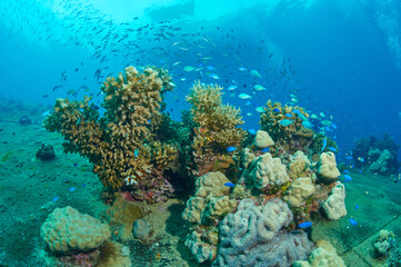 Wreck, coral and fish