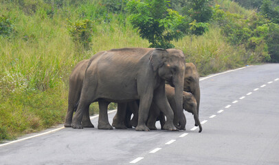 Fototapeta na wymiar Elefantes asiaticos cruzando una carretera dentro del parque nacional de Maduru Oya en Sri Lanka