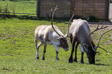 White Reindeer eating grass