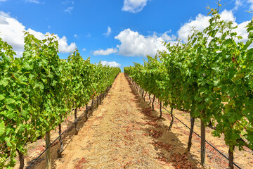 Fototapeta na wymiar Winelands & Grapes Farms in Western Cape, South Africa are among mostly visited sites in the region