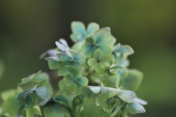 Hortensienblüte hellblau, zart, Hydrangea paniculata