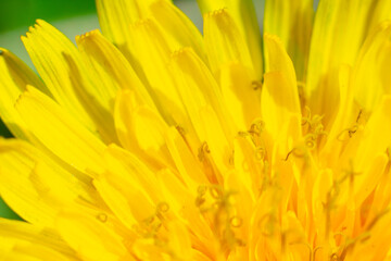 Bright extremily close up macro photo of vivid dandelion petals.First spring flowers