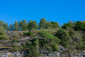 Fototapeta na wymiar Lots of trees on mountain range on sunny day. Rocky hillside with foliage