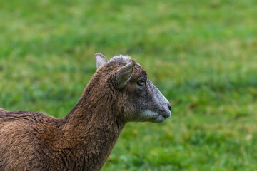 Fototapeta premium female mouflon stands and looks side view