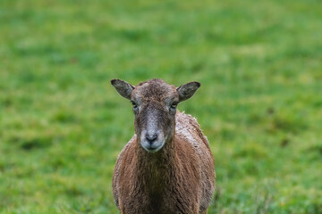 female mouflon looks in the camera on a pasture