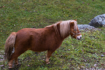 little horse with braided hair stands on a pasture