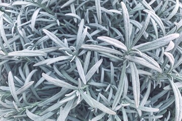 Lavender sheets close-up textural background blue. High quality photo