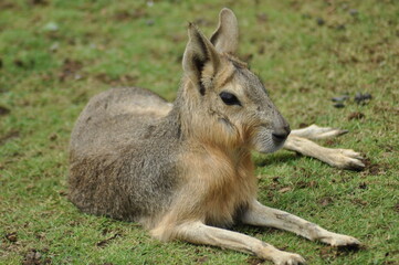mousedeer on the grass