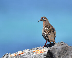 Galapagos Dove, Zenaida galapagoensis