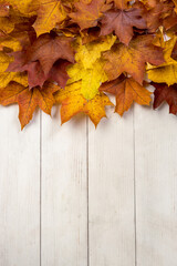 Naklejka na ściany i meble Autumn yellow & brown maple leaves 