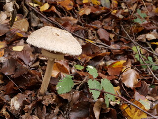 Pilz im Laubwald