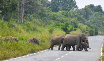 Elefantes asiaticos cruzando una carretera dentro del parque nacional de Maduru Oya en Sri Lanka