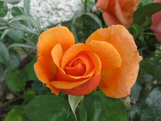 Rosebud of an orange tea hybride.