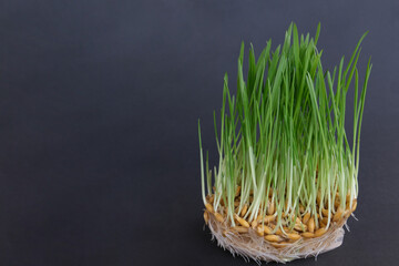 Microgreens, sprouted oats, on a black background.
