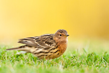 Roodkeelpieper, Red-throated Pipit, Anthus cervinus