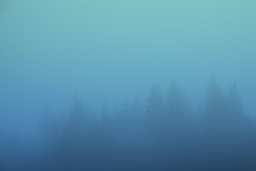 misty landscape with fir forest covered in blue fog