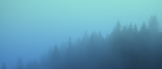 misty landscape with fir forest covered in blue fog
