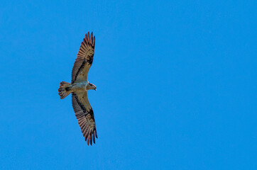 osprey in flight