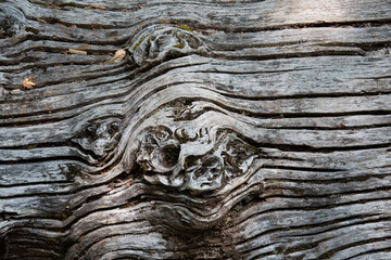détail d'un arbre mort avec des lignes marquées et une forte texture du bois sur le tronc 