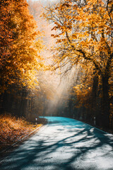 Sunrise morning with fog and sunrays in the autumn forest with a mountain road view. Harz National Park in Germany