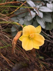 yellow flower in the garden