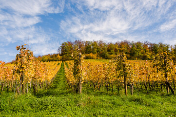 Arlesheim, Weinberg, Weinrebe, Weinbauer, Schloss Birseck, Burg, Weinstock, Herbstfarben, Wanderweg, Herbstlaub, Herbst, Baselland, Birstal, Schweiz