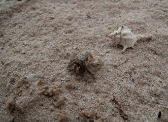 The hermit crab lives outside the shell.