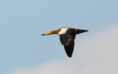 Ruddy Shelduck, Tadorna ferruginea