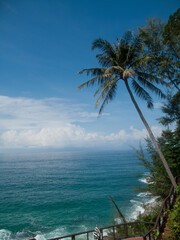 Tall coconut trees with a natural view of the sea.