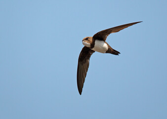 Alpine Swift, Apus melba