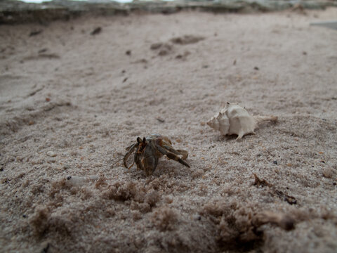 The hermit crab lives outside the shell.