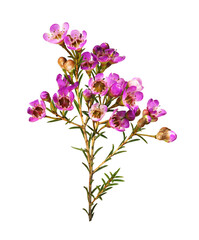 Twig of pink chamelaucium flowers