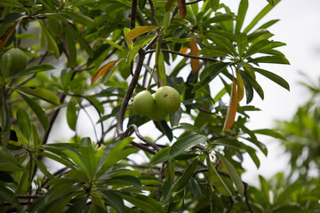 Fruit of the Sal tree