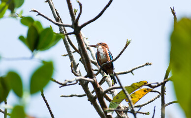 Fototapeta premium White Throated Kingfisher | Kingfisher | Bird
