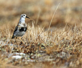 Rock Sandpiper, Calidris ptilocnemis