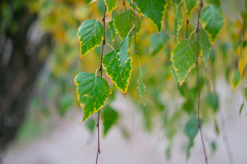 
Birch autumn leaves on a blurred background.