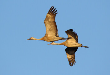 Sandhill Crane, Grus canadensis