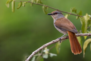 Rufous-tailed Palm Thrush, Cichladusa ruficauda